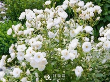 為何豐花月季深受工程采購的青睞？
