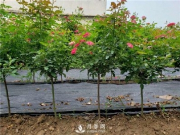 月季花，什么時(shí)候重剪好？