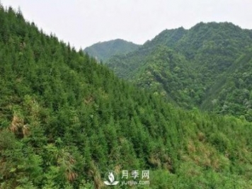 杉木種植最易忽略的四個(gè)誤區，做到這才是會(huì )種杉木的苗民