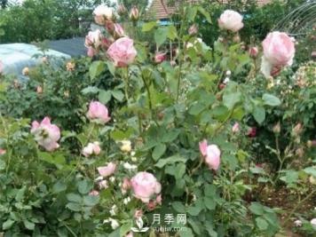 花友都喜歡的月季品種，龍沙寶石，適合做月季花門(mén)