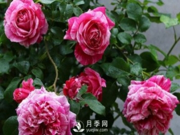 月季如何修剪和促進(jìn)發(fā)筍芽？月季網(wǎng)告訴你