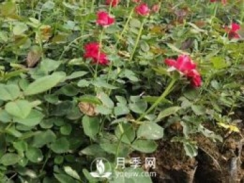 月季苗栽培、養護、銷(xiāo)售日歷