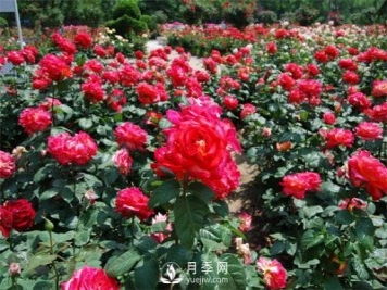 農民投資月季種植，致富前景怎么樣？