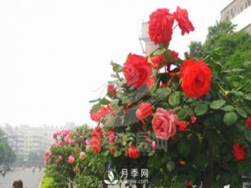 樹(shù)狀月季在家庭庭院景觀(guān)中的應用