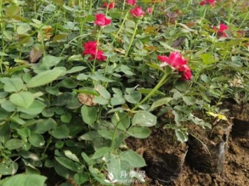 月季苗價(jià)格多少一棵？南陽(yáng)月季種植基地報價(jià)