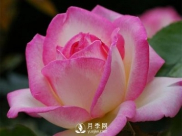 滅蚊器可以殺死月季上的蚜蟲(chóng)嗎？月季蚜蟲(chóng)防治方法
