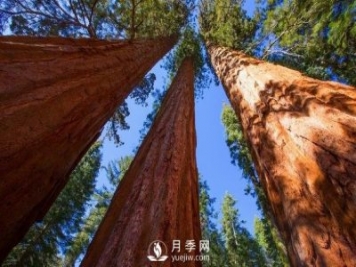 杉木為什么不值錢(qián)？解決三個(gè)問(wèn)題，依舊會(huì )王者歸來(lái)