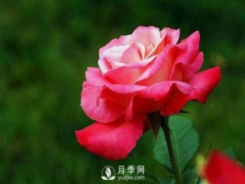 盆栽月季使用多少樹(shù)皮合適？