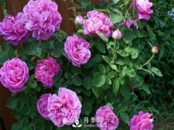 月季花花苞有綠色小蟲(chóng)怎么辦？
