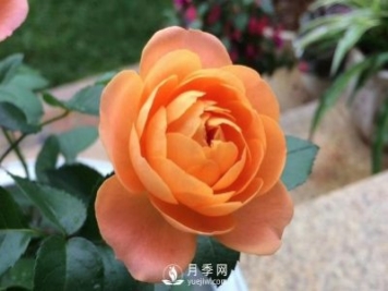 看到我修剪月季，鄰居說(shuō)種月季多會(huì )破財，建議全砍掉