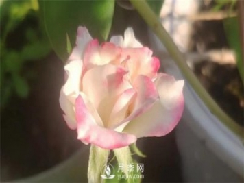 養殖月季要知道月季生長(cháng)的習性，影響月季生長(cháng)的因素有哪些？