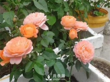 地栽的月季苗，想移栽到盆里，那么該怎么辦