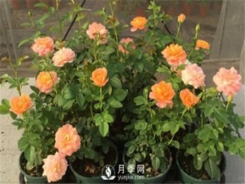 北方月季小苗該怎樣修剪？