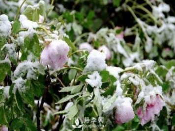 立春了，注意防護苗木倒春寒