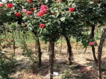 盆栽月季樹(shù)花期、化后、秋冬季、老根如何修剪？