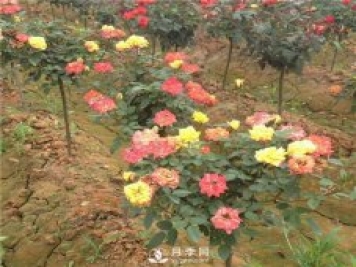 棒棒糖樹(shù)狀月季的新品種更美麗