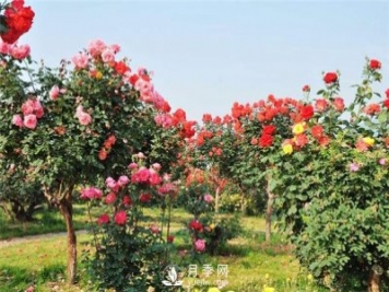 樹(shù)狀月季的育樁方法