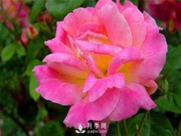 安陽(yáng)大花月季養植過(guò)程中注意事項