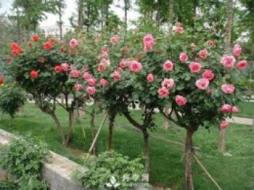 樹(shù)狀月季哪家好？