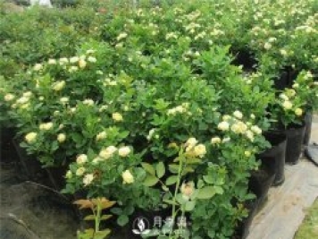 月季啥時(shí)候種植比較合適呢？