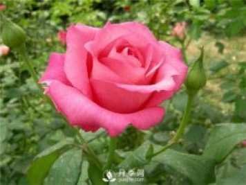 月季花都有什么花語(yǔ)？