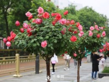 春季苗木如何養護管理，有什么注意事項