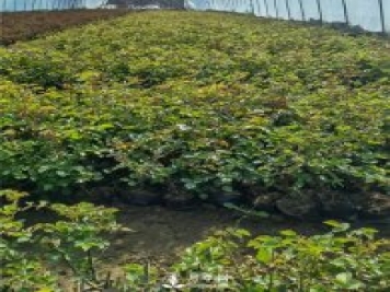 各類(lèi)盆栽月季上市，南陽(yáng)杯苗基地全國批發(fā)中