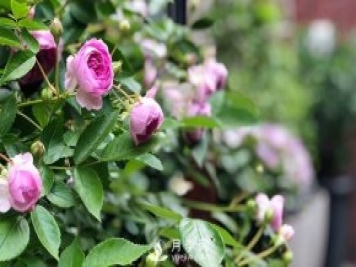 微型月季的生長(cháng)習性、熱銷(xiāo)品種和綠化價(jià)值