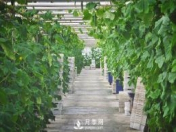 蔬菜全年種植安排計劃表：1-12月種什么菜，全都說(shuō)清楚了