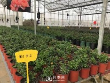 月季基地的盆栽月季已經(jīng)長(cháng)成了！