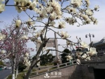 玉蘭之鄉南召科普一下玉蘭花和二喬玉蘭
