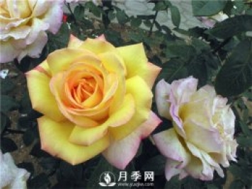 你養月季大家幫 常見(jiàn)的月季的病蟲(chóng)害