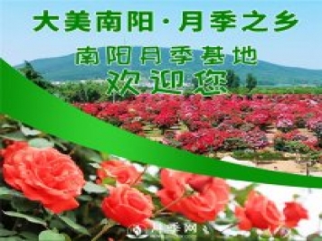 讓南陽(yáng)月季花香飄神州大地
