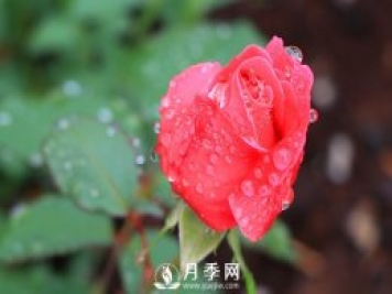 月季是比較喜肥的，充足養分才能促進(jìn)月季生長(cháng)