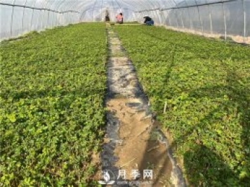 月季修剪，可分為休眠期修剪、花后修剪、生長(cháng)期修剪