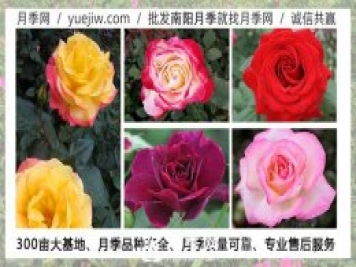 月季在什么溫度下可以施肥？月季一年四季都可以施肥