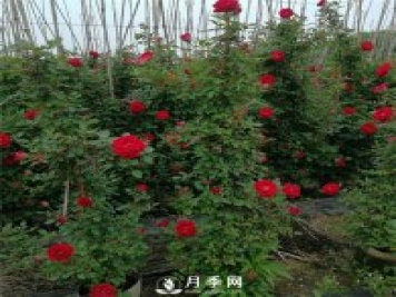 藤本月季的修剪誤區 這個(gè)冬天你千萬(wàn)別中招！