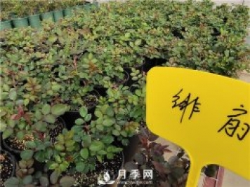 初春花卉“施肥”時(shí)機正好，要注意幾點(diǎn)