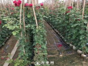 竹竿養月季，而且是藤本月季專(zhuān)用，里看看