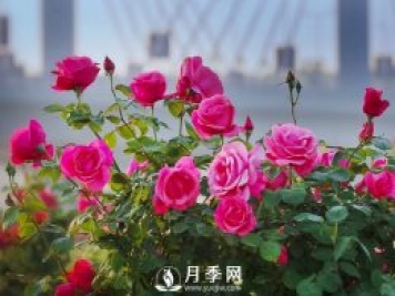 月季，竟有這般豐富的綠化應用造景