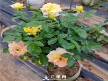 月季界的新寵-歐月樹(shù)狀月季，來(lái)看看你喜歡嗎