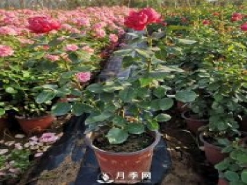 月季花修剪的時(shí)間 什么時(shí)候剪枝？