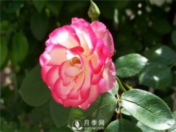 月季花怎么栽培和養護？全面的養殖方法交給你