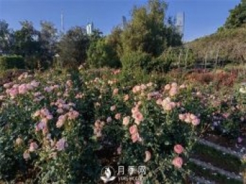深圳免費月季花展，人民公園月季花盛開(kāi)