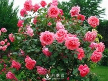 春季花木害蟲(chóng)頻發(fā)，做好病蟲(chóng)害防治很重要