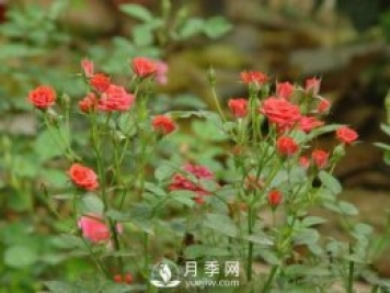 微型月季的種植養護管理