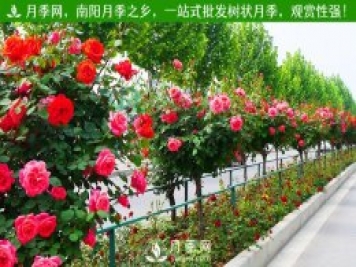 苗木原生冠、全冠、半冠的意義和區別