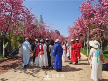 定位為月季主題公園，昆明呈貢區將集中打造彩云公園