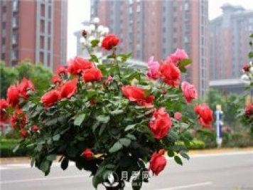 景觀(guān)樹(shù)知識大全，苗木人必備
