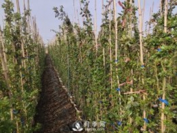 藤本月季該如何修剪？南陽(yáng)專(zhuān)家告訴你方法